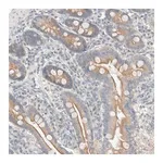 Merck Anti-TUBD1 antibody produced in rabbit