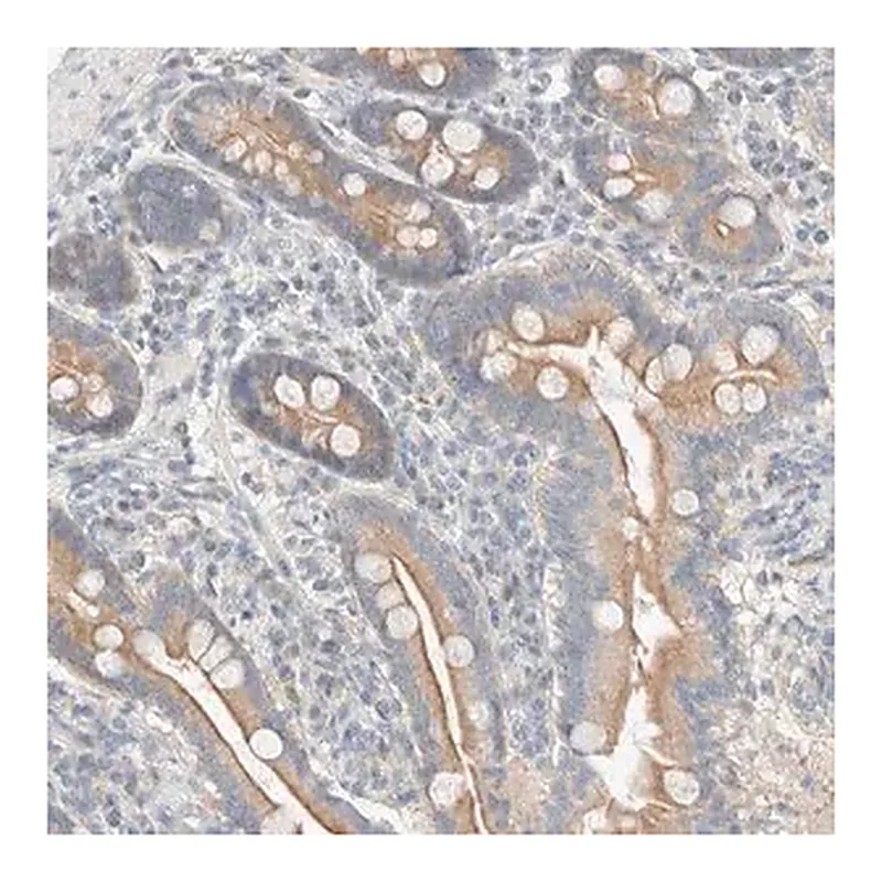 Merck Anti-TUBD1 antibody produced in rabbit