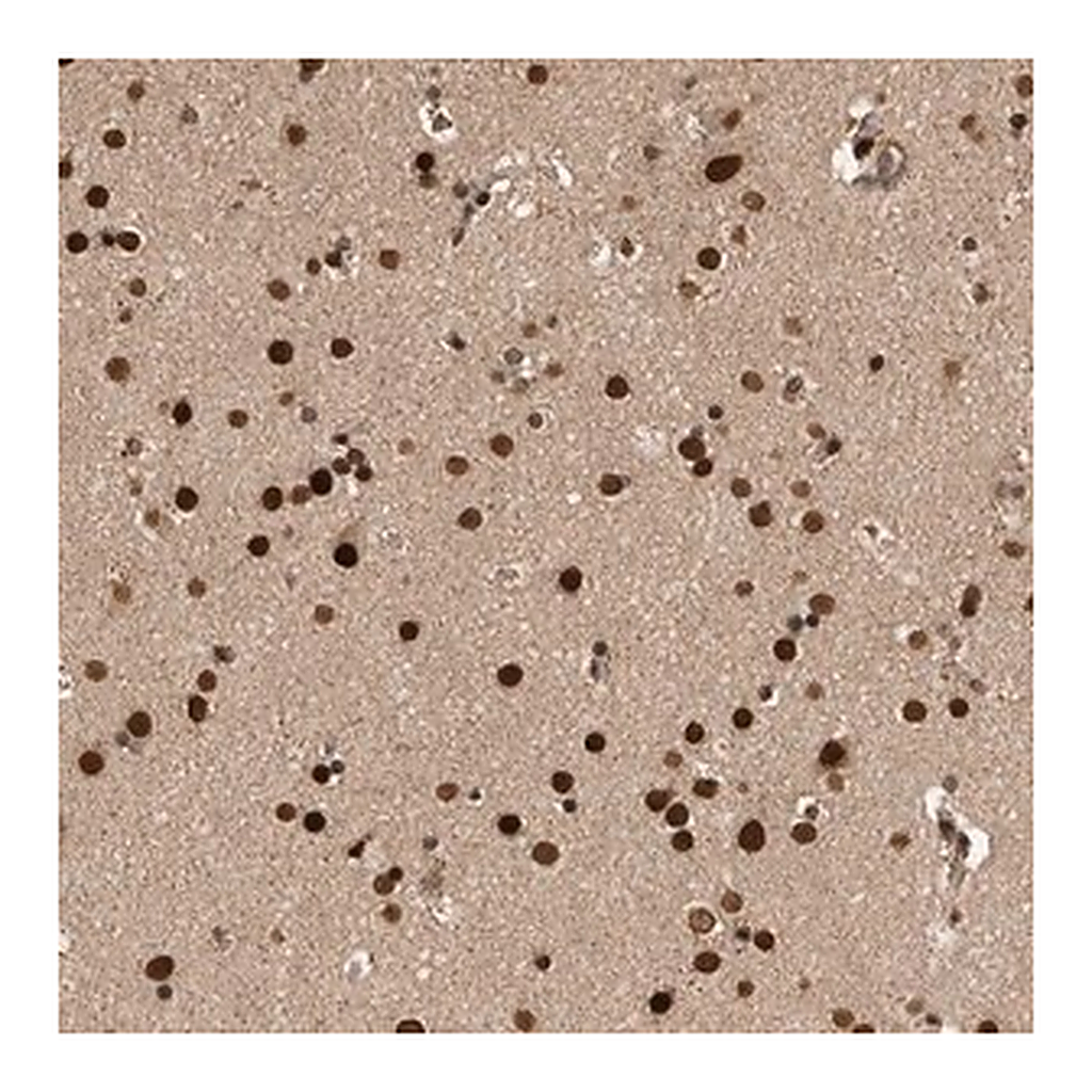 Merck Anti-CPSF2 antibody produced in rabbit