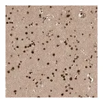 Merck Anti-CPSF2 antibody produced in rabbit