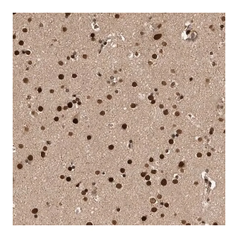 Merck Anti-CPSF2 antibody produced in rabbit