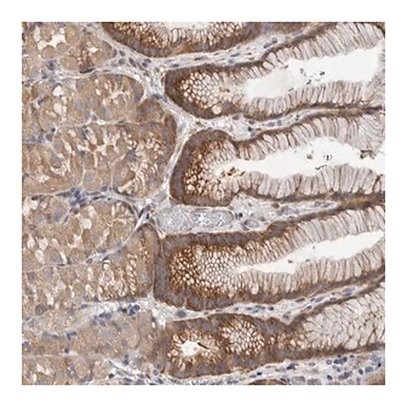 Merck Anti-FBXO43 antibody produced in rabbit