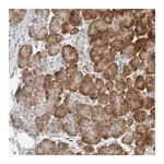 Merck Anti-C8orf48 antibody produced in rabbit