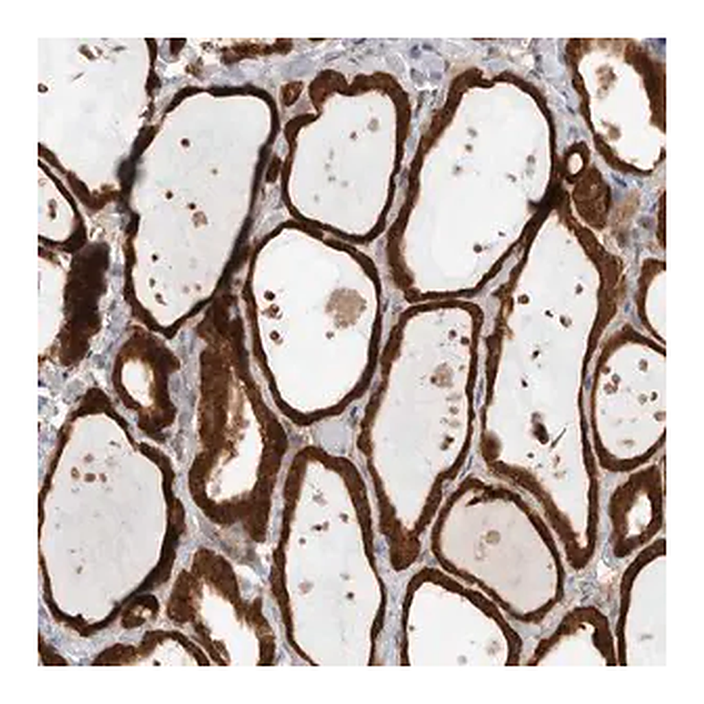 Merck Anti-KLHL14 antibody produced in rabbit