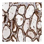 Merck Anti-KLHL14 antibody produced in rabbit