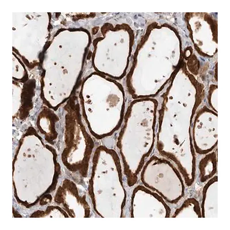 Merck Anti-KLHL14 antibody produced in rabbit