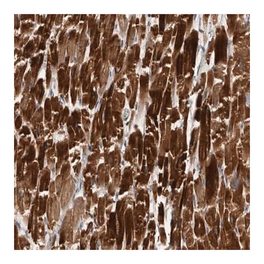 Merck Anti-ZNF114 antibody produced in rabbit