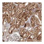 Merck Anti-INSRR antibody produced in rabbit