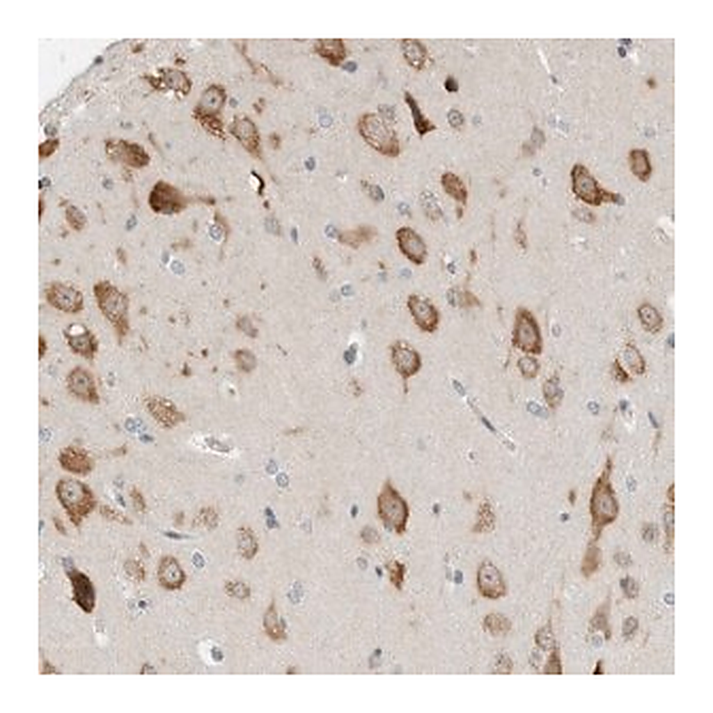 Merck Anti-IL12RB2 antibody produced in rabbit