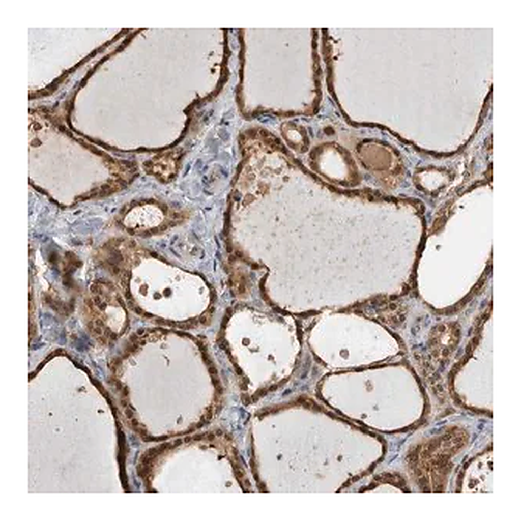 Merck Anti-USH1G antibody produced in rabbit