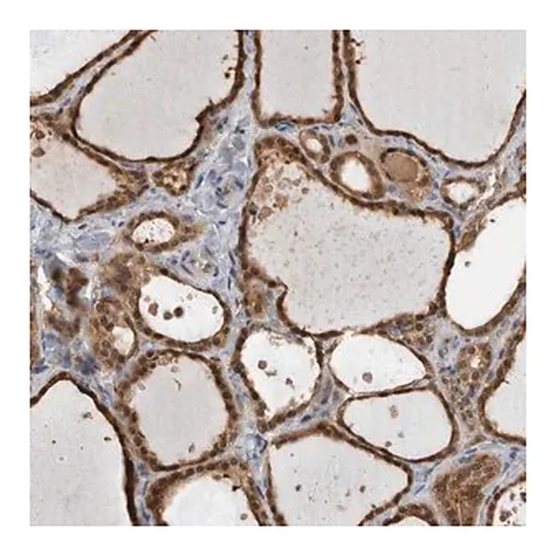 Merck Anti-USH1G antibody produced in rabbit