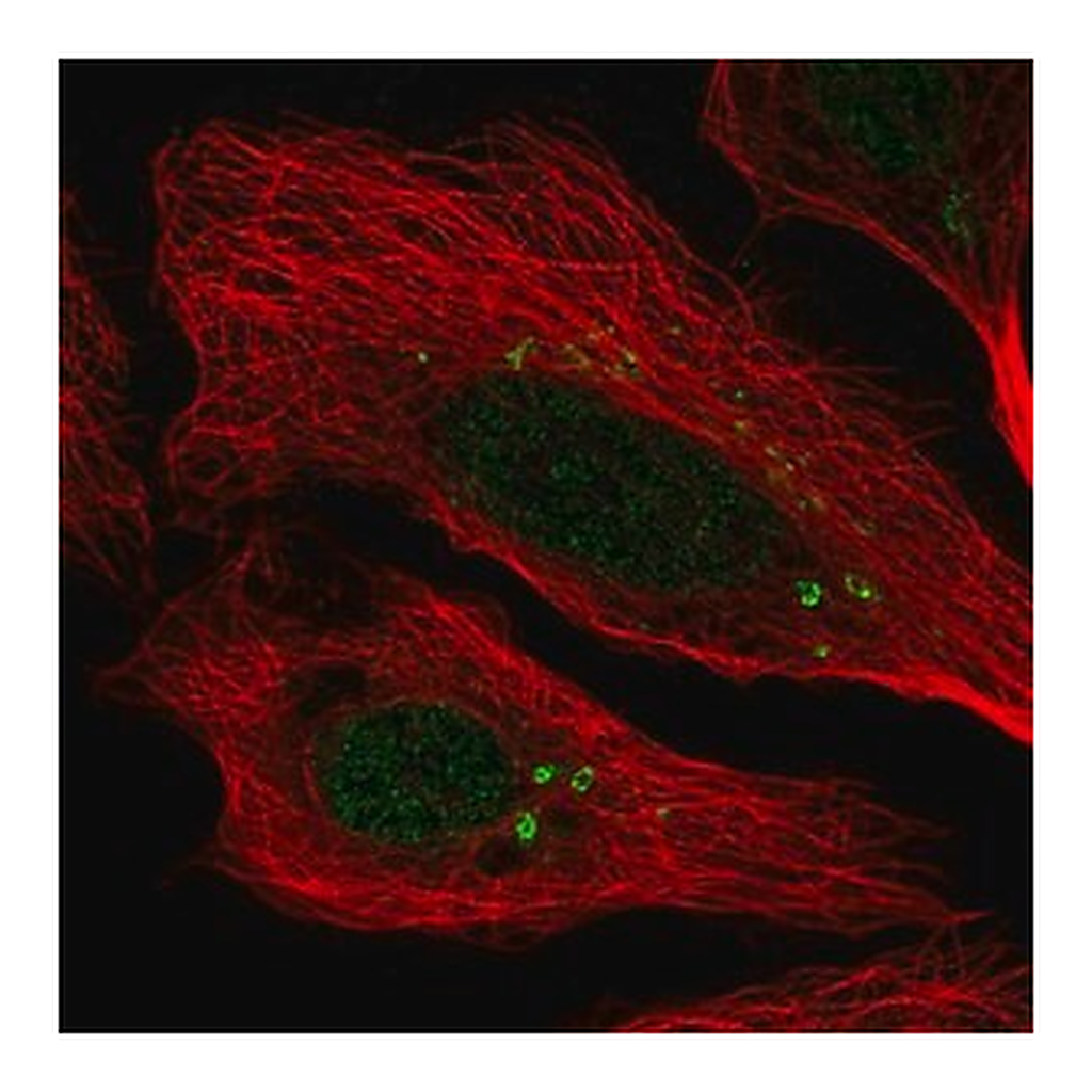 Merck Anti-CEP112 antibody produced in rabbit