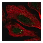 Merck Anti-CEP112 antibody produced in rabbit