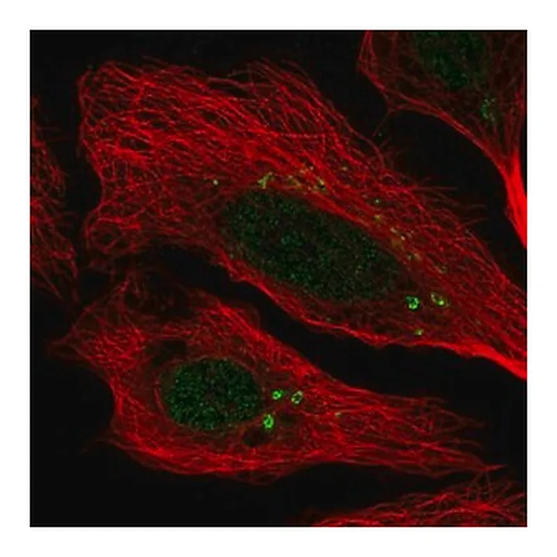 Merck Anti-CEP112 antibody produced in rabbit