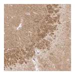 Merck Anti-MAP2K1 antibody produced in rabbit