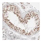 Merck Anti-NCAPG2 antibody produced in rabbit