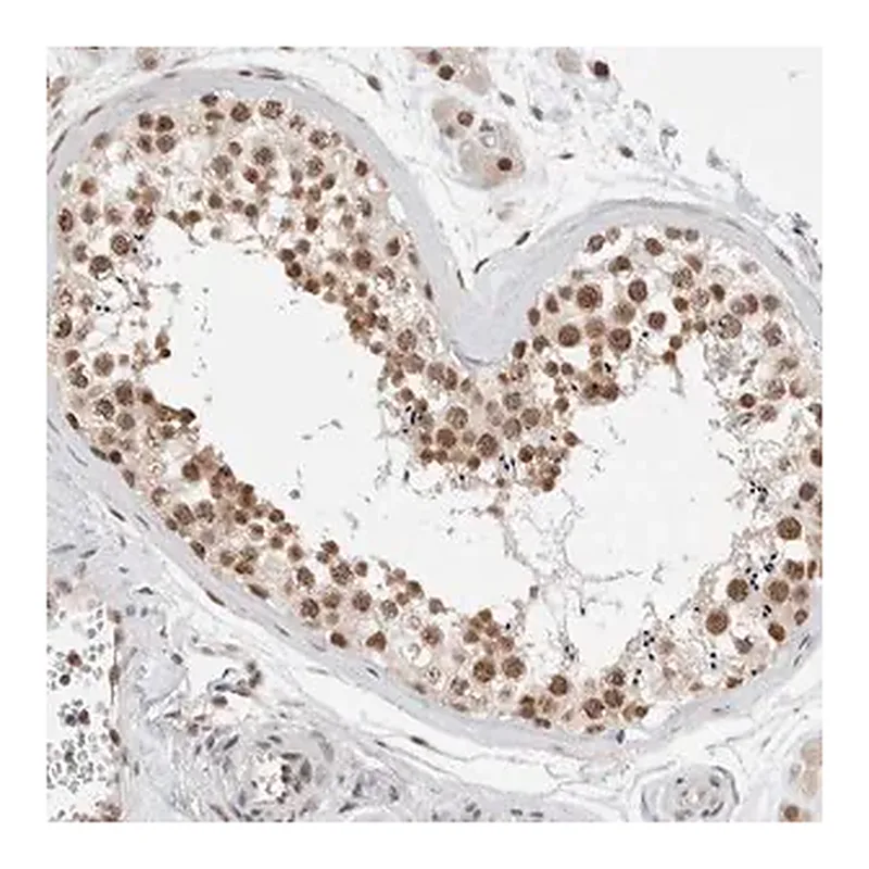 Merck Anti-NCAPG2 antibody produced in rabbit