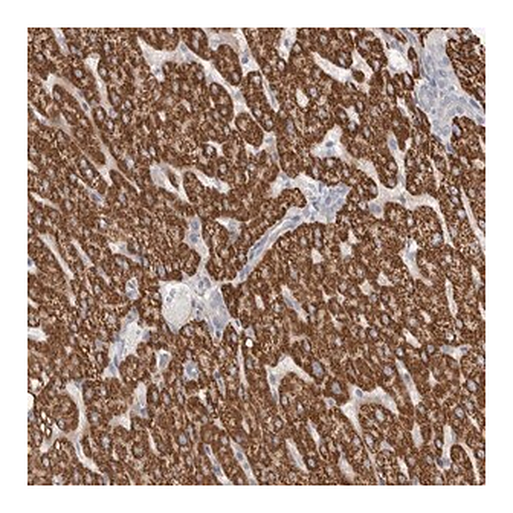 Merck Anti-RBM12B antibody produced in rabbit