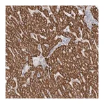 Merck Anti-RBM12B antibody produced in rabbit