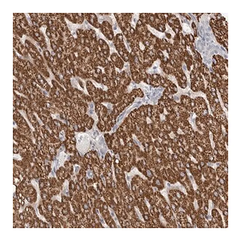 Merck Anti-RBM12B antibody produced in rabbit