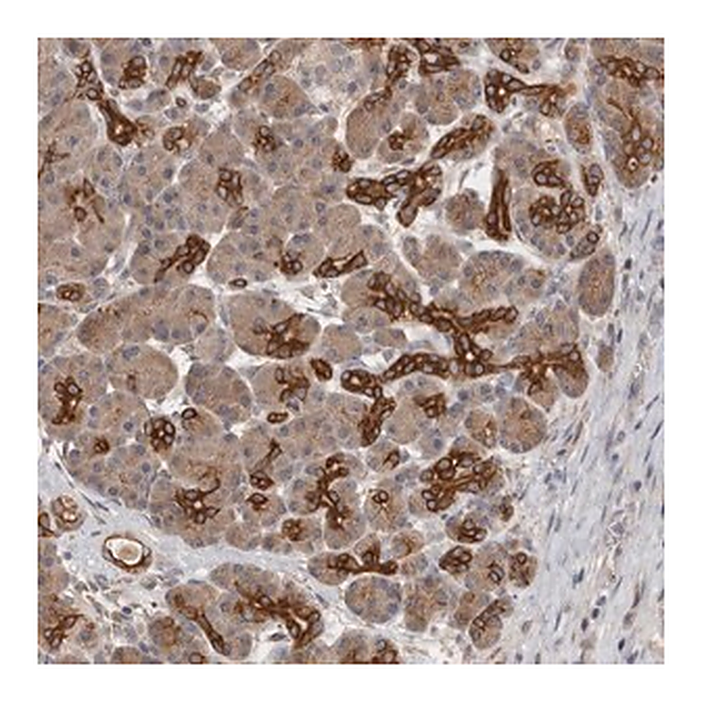 Merck Anti-SMAP2 antibody produced in rabbit