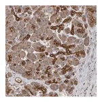 Merck Anti-SMAP2 antibody produced in rabbit