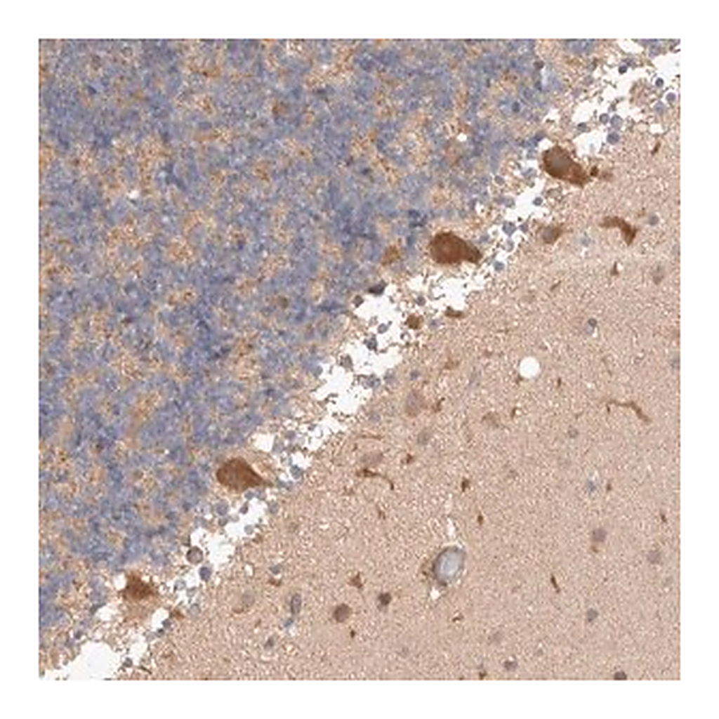 Merck Anti-C17orf53 antibody produced in rabbit