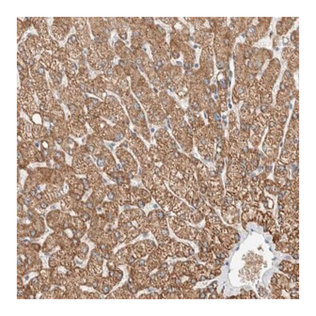 Merck Anti-SLFN12L antibody produced in rabbit