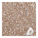 Merck Anti-SLFN12L antibody produced in rabbit