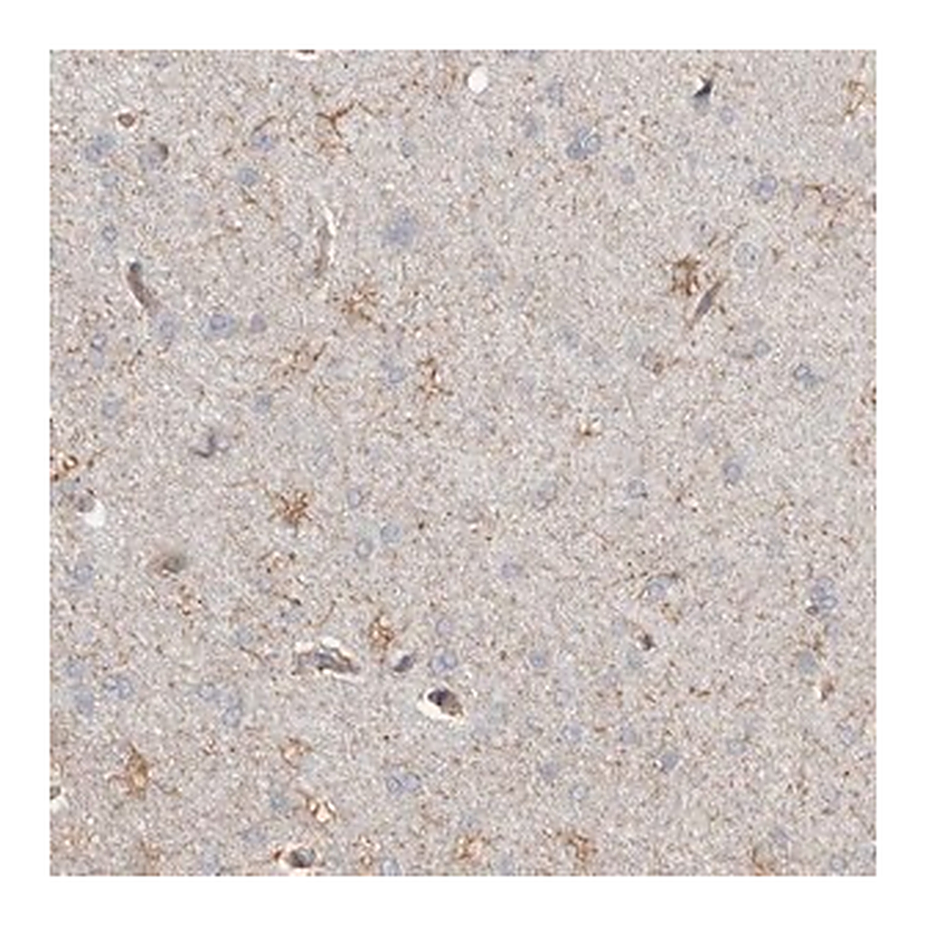 Merck Anti-REPS2 antibody produced in rabbit