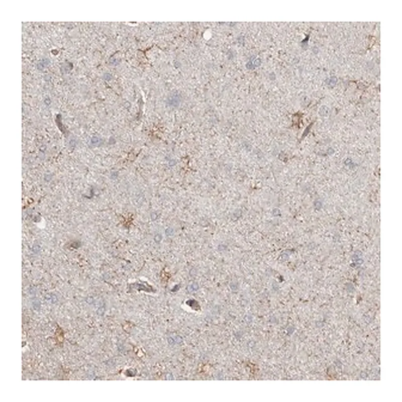 Merck Anti-REPS2 antibody produced in rabbit