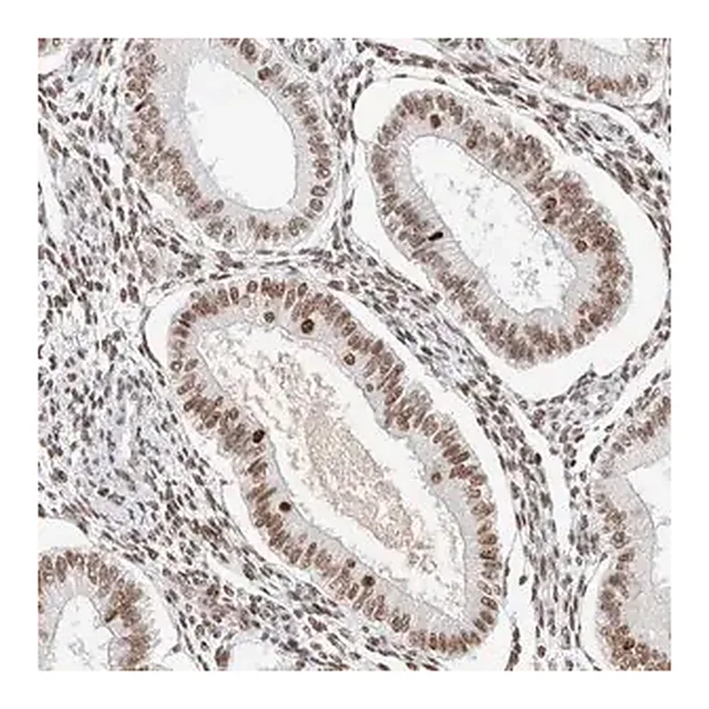 Merck Anti-ZNF282 antibody produced in rabbit