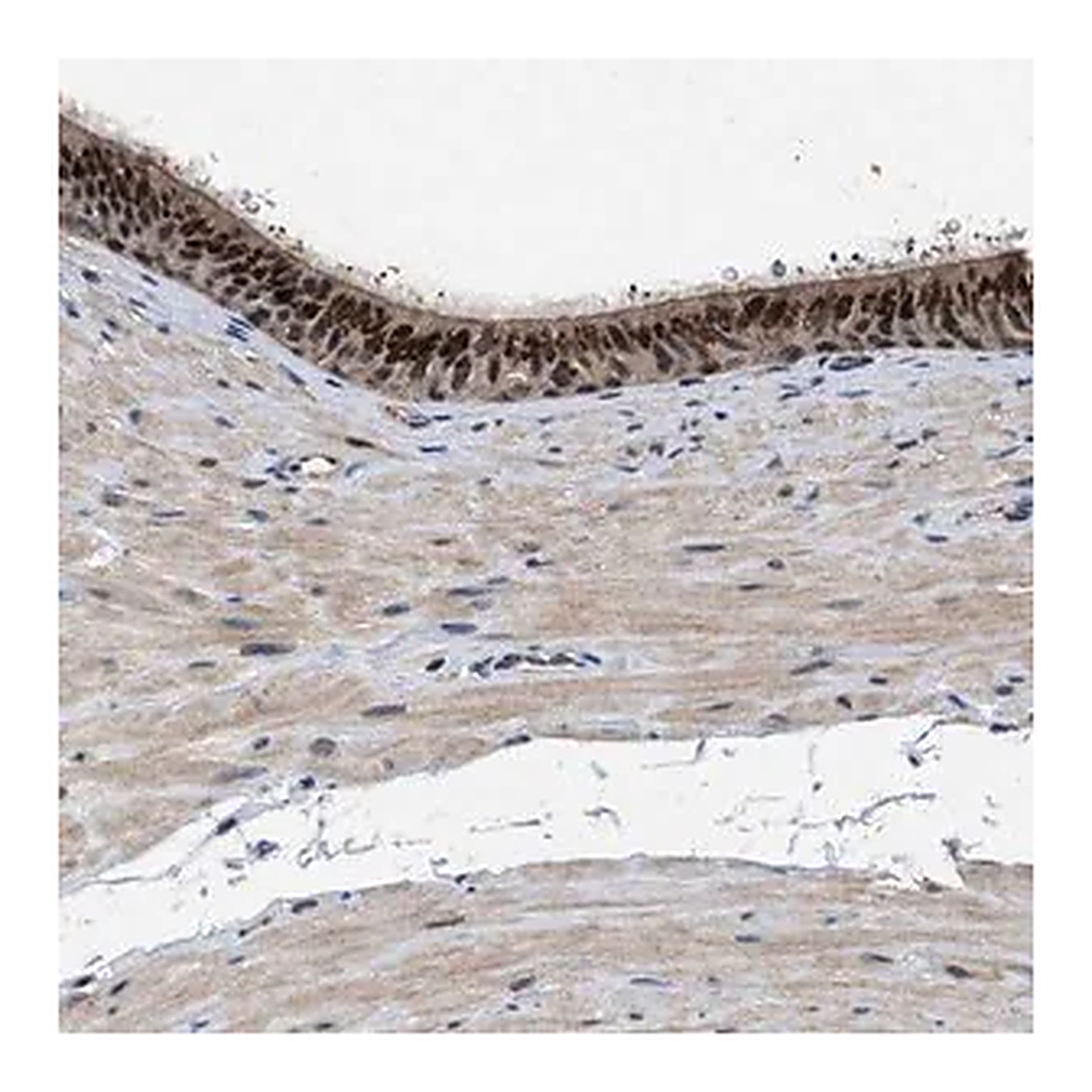 Merck Anti-TPST2 antibody produced in rabbit