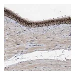 Merck Anti-TPST2 antibody produced in rabbit