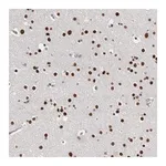 Merck Anti-ZBTB49 antibody produced in rabbit