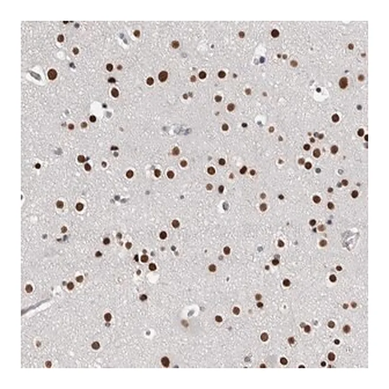 Merck Anti-ZBTB49 antibody produced in rabbit
