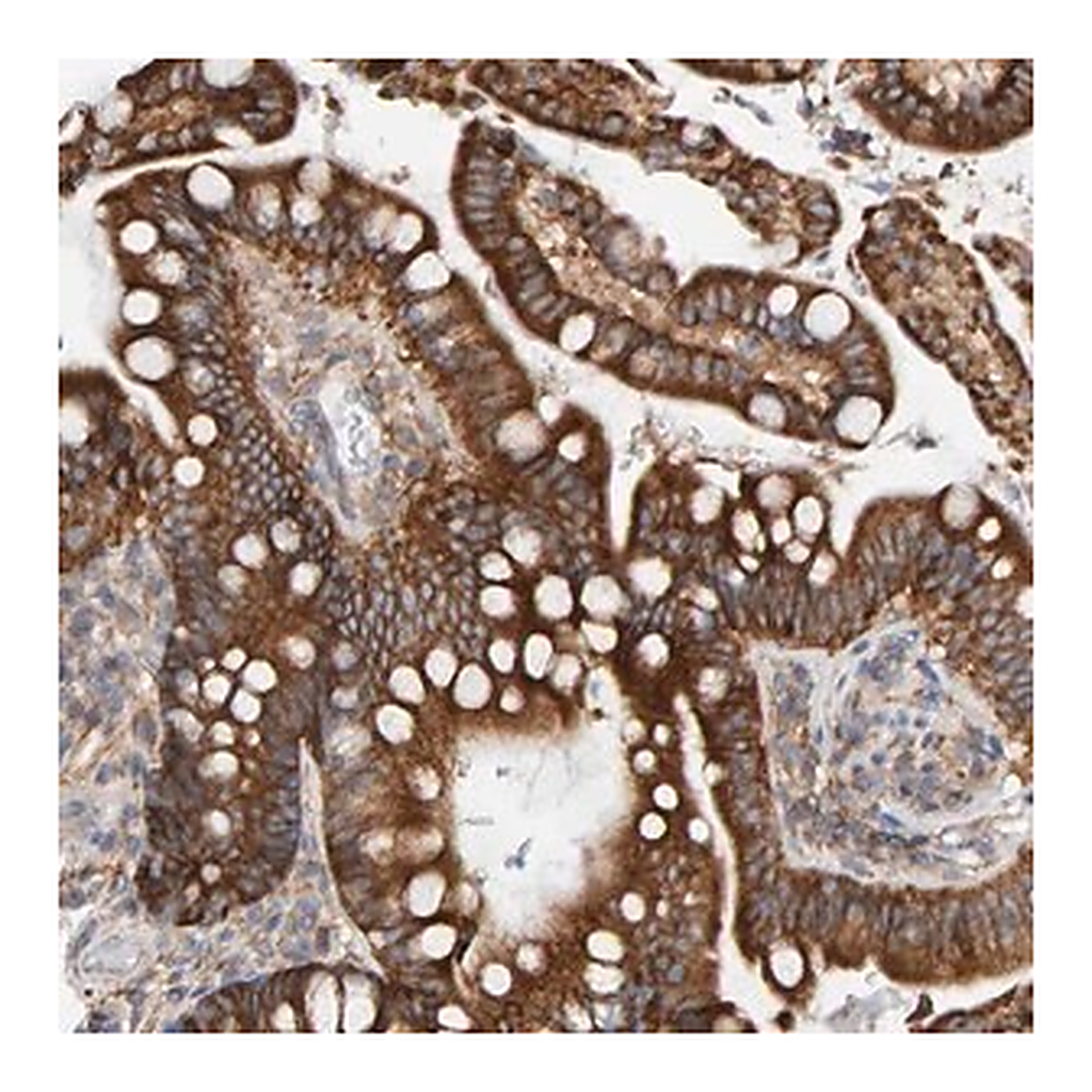 Merck Anti-RGP1 antibody produced in rabbit