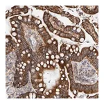 Merck Anti-RGP1 antibody produced in rabbit