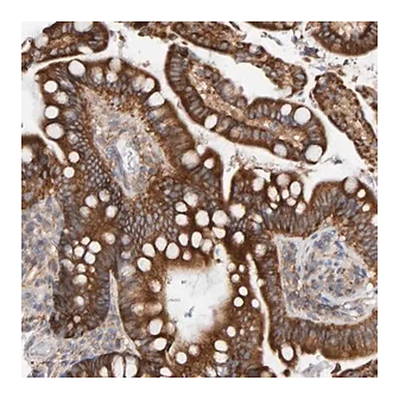 Merck Anti-RGP1 antibody produced in rabbit