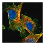 Merck Anti-CPA4 antibody produced in rabbit