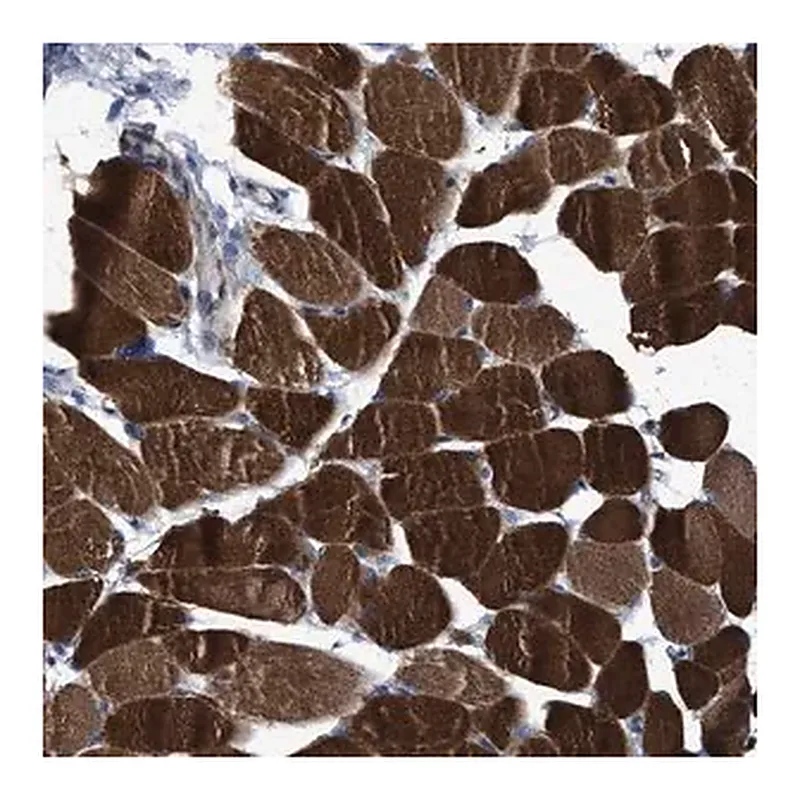 Merck Anti-USP29 antibody produced in rabbit