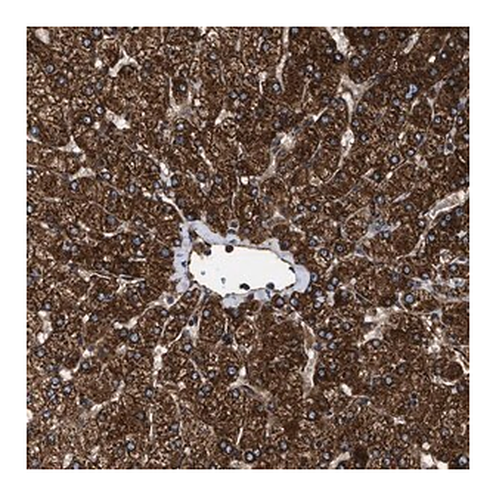 Merck Anti-TPP2 antibody produced in rabbit