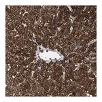 Merck Anti-TPP2 antibody produced in rabbit