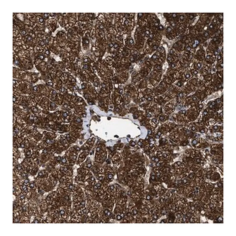 Merck Anti-TPP2 antibody produced in rabbit