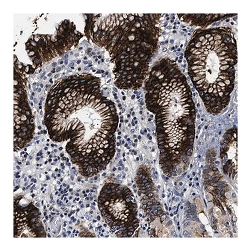 Merck Anti-OLFML2A antibody produced in rabbit