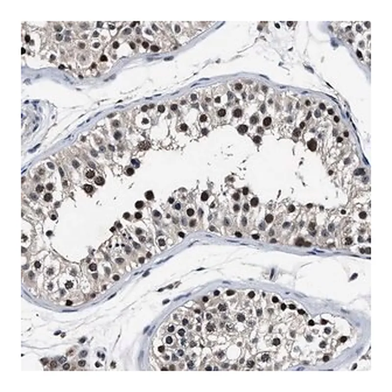 Merck Anti-USP16 antibody produced in rabbit
