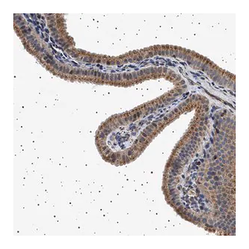Merck Anti-TRUB2 antibody produced in rabbit