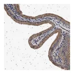 Merck Anti-TRUB2 antibody produced in rabbit