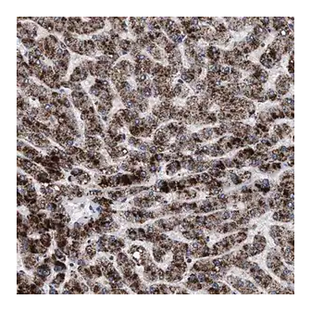Merck Anti-ACOX1 antibody produced in rabbit