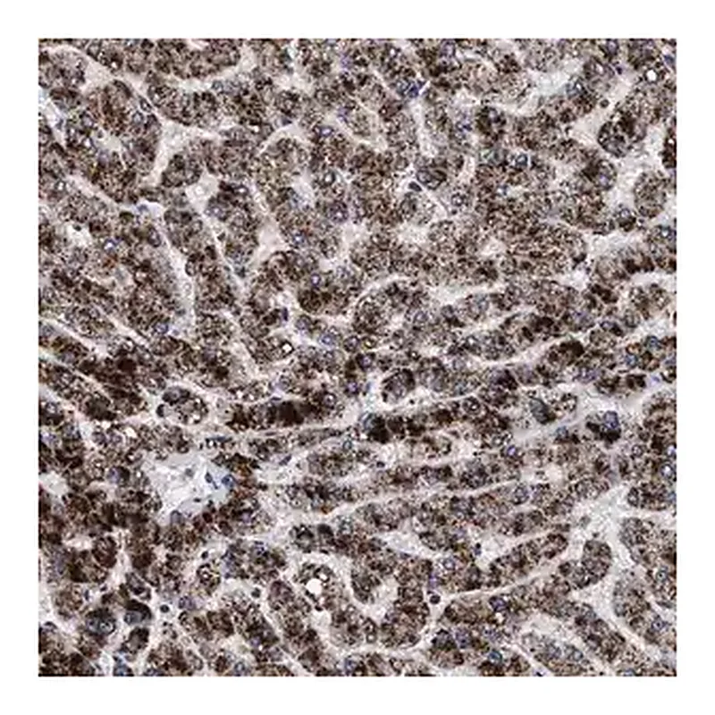 Merck Anti-ACOX1 antibody produced in rabbit